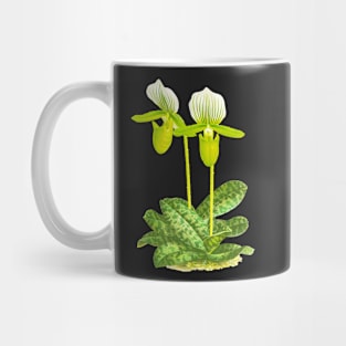 Green Lady slipper orchid - Paphiopedilum lawrenceanum var Hyeanum - botanical illustration Mug